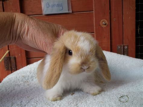 JASPER & DAISY - <strong>SOLD</strong>- Gone home 27 June 2020. . Baby bunnies for sale near me